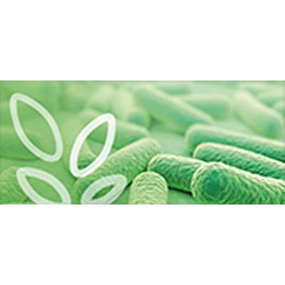 Bioökonomie und Biotechnologie