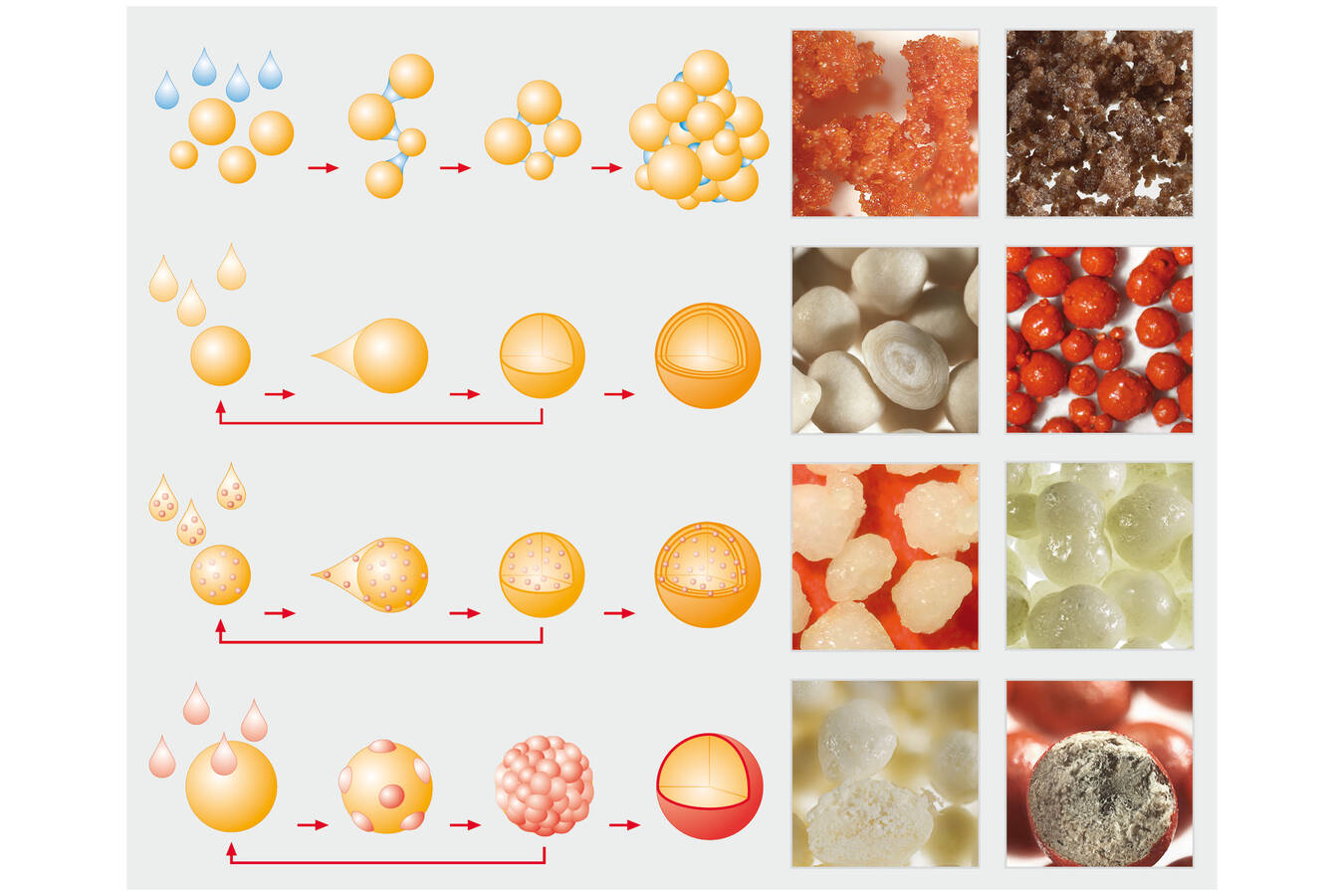 Optimierung von funktionellen Inhaltsstoffen für bessere Ernährung Wirbelschicht- und Strahlschichtverfahren bieten den Herstellern nahezu unbegrenzte Möglichkeiten in Bezug auf ein optimiertes Partikeldesign und die Funktionalisierung von Inhaltsstoffen, deren Eigenschaften fein abgestimmt werden können.