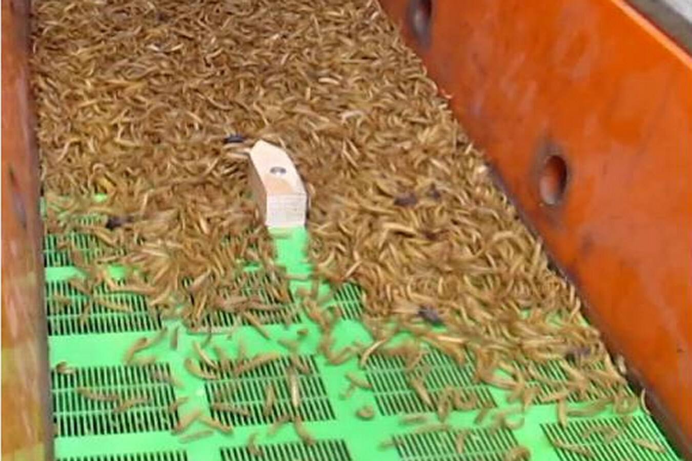 Siebung von Insekten als alternative Proteinquelle Insekten wie Buffalo- und Mehlwürmer sind eine gefragte Eiweißquelle als nachhaltiges Futtermittel sowie für eine  klimafreundliche Ernährung. RHEWUM hat die Technik für schonendes Sieben der lebenden Larven im industriellen Maßstab.