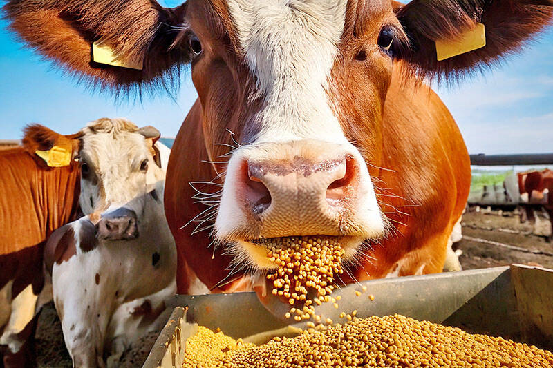 Anreicherung von Tierfutter mit Vitaminen und Mineralien Optimale Tierfutter­mischungen: Geschmacks­maskierung. Homogene Compounds. Verarbeitung von Enzymen, organischen Säuren oder essenziellen Ölen.